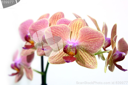 Image of the beauty flowers