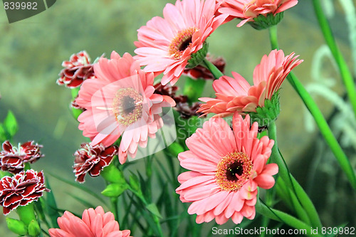 Image of the beauty flowers