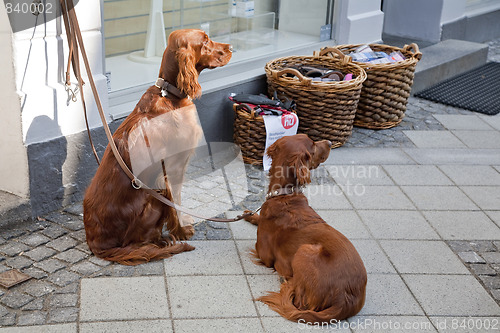 Image of Two Irish Setters