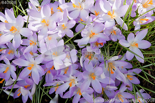 Image of Crocus Flowers