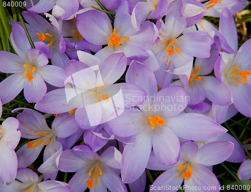 Image of Crocus Flowers