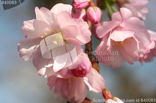 Image of cherry blossom