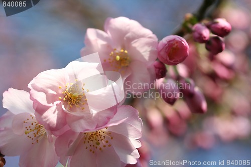 Image of cherry blossom