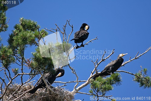 Image of cormorant