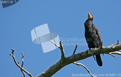 Image of cormorant