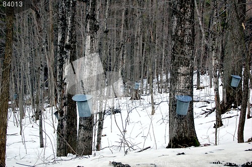 Image of sugaring