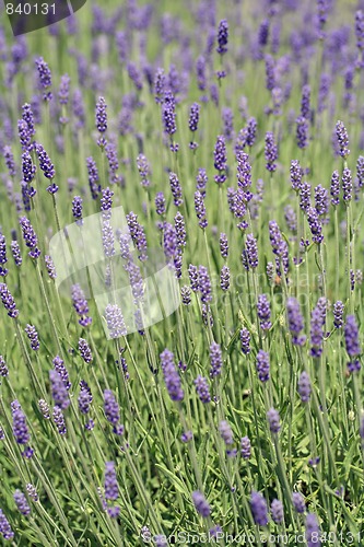 Image of lavender