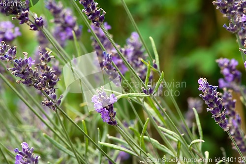 Image of lavender