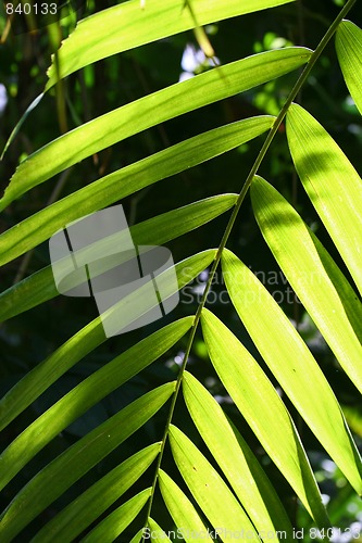 Image of palm leaf