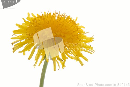 Image of dandelion