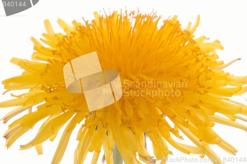 Image of dandelion