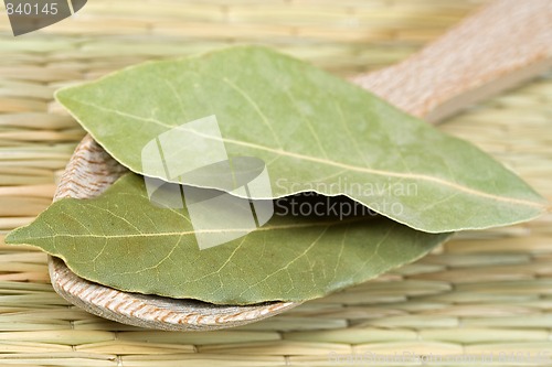 Image of laurel leaves