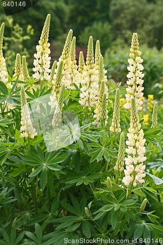 Image of Lupine