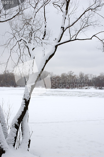 Image of Winter tree 1