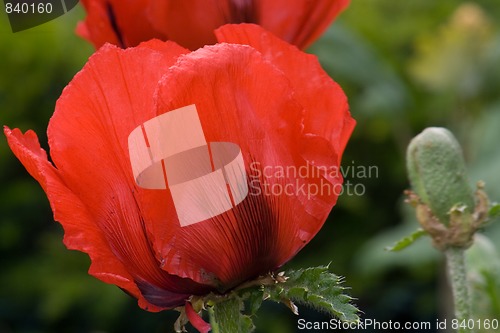 Image of poppy