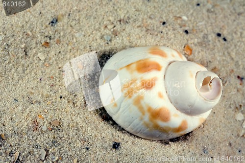 Image of shell