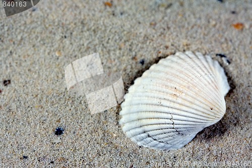 Image of shell