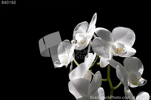 Image of orchid