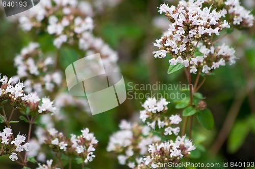 Image of Oregano