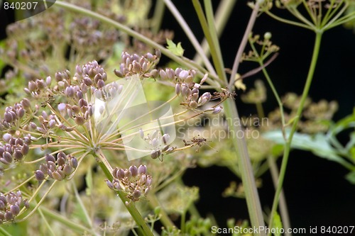 Image of parsnip