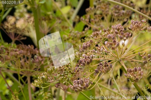 Image of parsnip