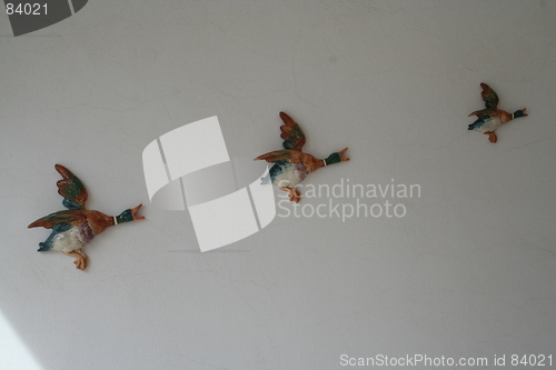 Image of Wild ducks