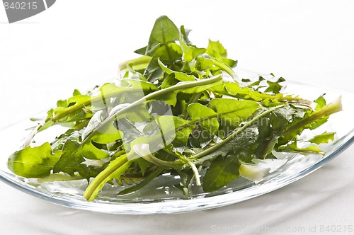Image of Dandelion