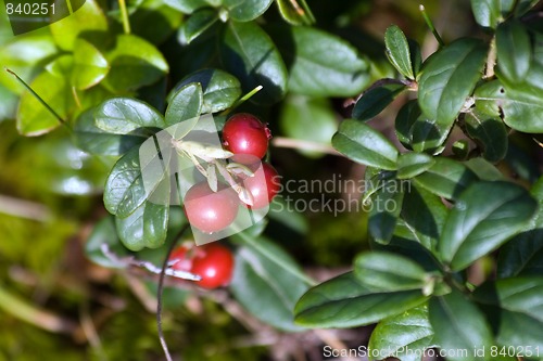 Image of cowberry