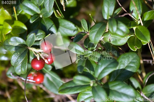 Image of cowberry