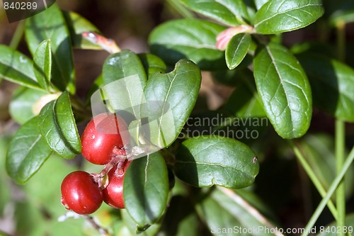 Image of cowberry