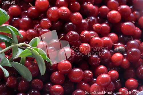 Image of cowberry