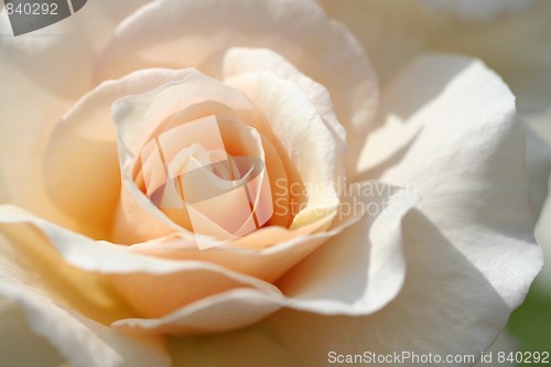 Image of rose