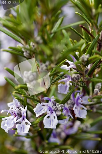 Image of rosemary