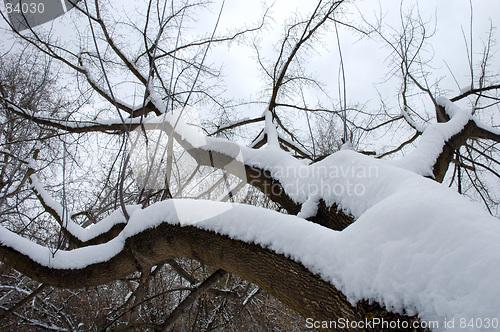 Image of Winter tree 2