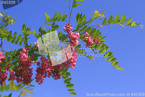 Image of Robinia