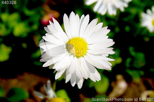 Image of Marguerite in the garden