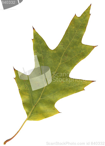 Image of autumn oak leaf