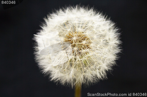 Image of Dandelion on black