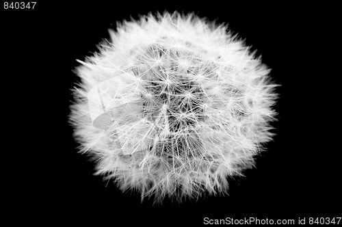 Image of Dandelion on black