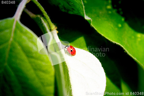 Image of Ladybug on a green leaf 
