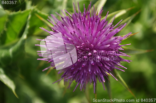 Image of flower