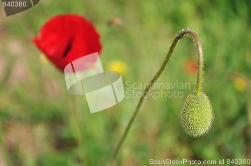 Image of Corn Poppy 