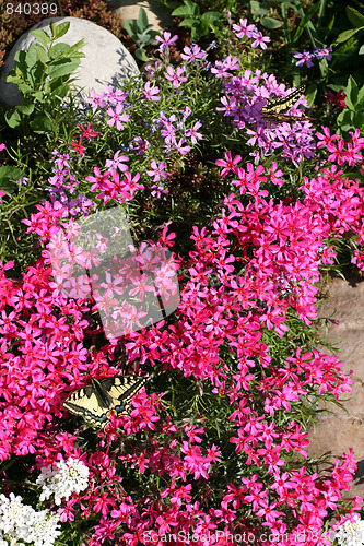 Image of Butterflies in garden