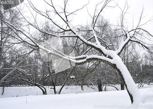 Image of Winter tree 3