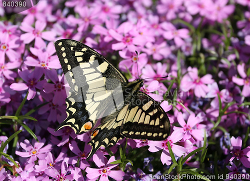 Image of Swallowtail