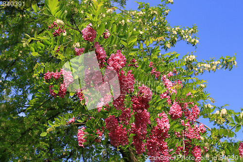 Image of Robinia