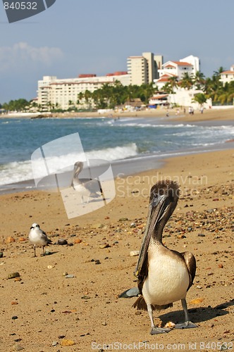 Image of Pelicans on beach in Mexico