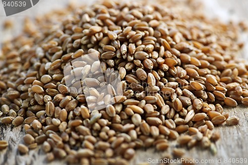 Image of Whole grain wheat kernels closeup