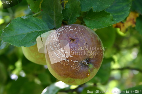 Image of apple