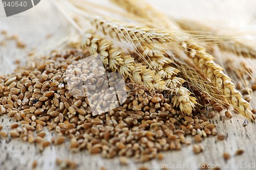 Image of Whole grain wheat kernels closeup